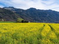 Rapsfeld mit Kampenwand, Scheibenwand und Sonnwendwand